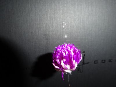 千日紅に通したワイヤーの先端をU字に曲げた様子