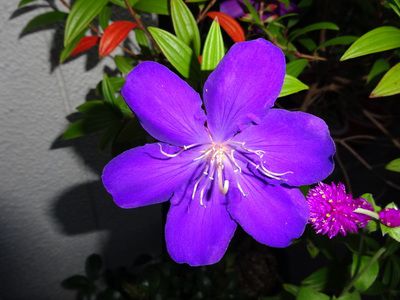 鉢植えのノボタン