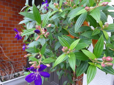 ノボタンのつぼみ