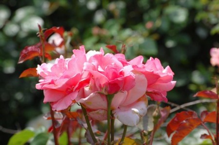 f:id:mikishanbara:20100530121919j:image f:id:mikishanbara:20100530121919j:image