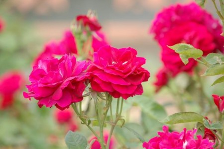 f:id:mikishanbara:20100530122204j:image f:id:mikishanbara:20100530122204j:image