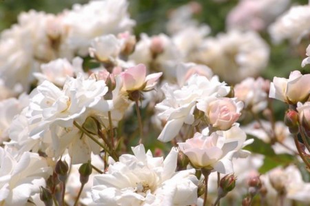 f:id:mikishanbara:20100530123304j:image f:id:mikishanbara:20100530123304j:image