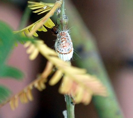 f:id:mikishanbara:20100607142403j:image f:id:mikishanbara:20100607142403j:image