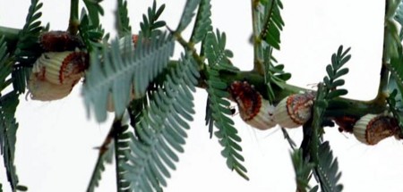 f:id:mikishanbara:20100607143111j:image f:id:mikishanbara:20100607143111j:image
