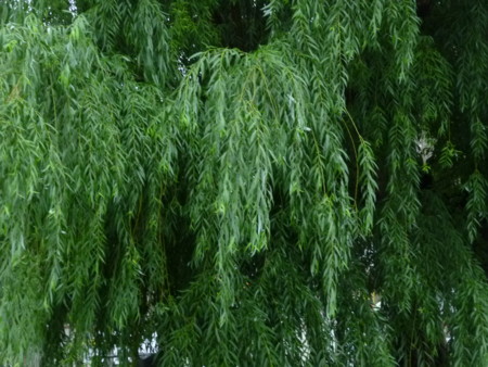 f:id:mikishanbara:20100711172918j:image f:id:mikishanbara:20100711172918j:image