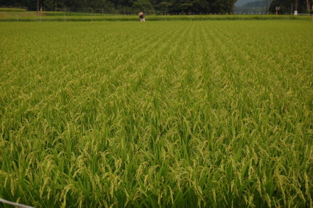 f:id:mikishanbara:20100730194143j:image f:id:mikishanbara:20100730194143j:image