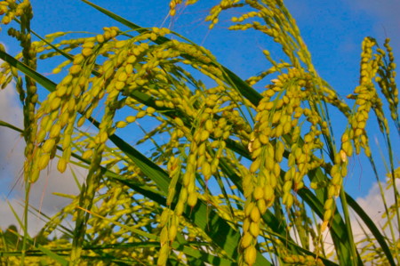 f:id:mikishanbara:20100803190536j:image f:id:mikishanbara:20100803190536j:image