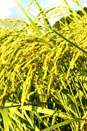 f:id:mikishanbara:20100803190718j:image f:id:mikishanbara:20100803190718j:image