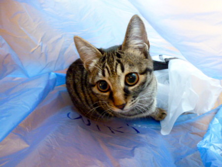 f:id:mikishanbara:20120119151142j:image f:id:mikishanbara:20120119151142j:image