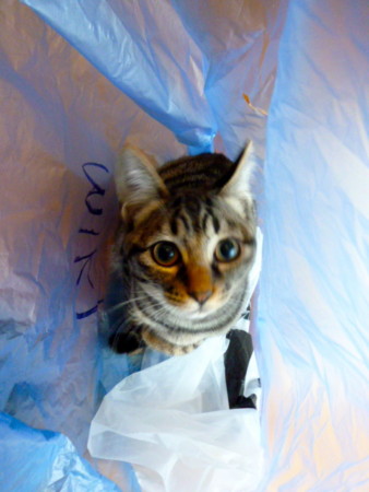 f:id:mikishanbara:20120119151153j:image f:id:mikishanbara:20120119151153j:image