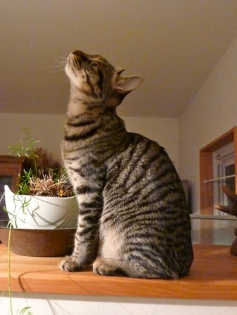f:id:mikishanbara:20120121003708j:image f:id:mikishanbara:20120121003708j:image