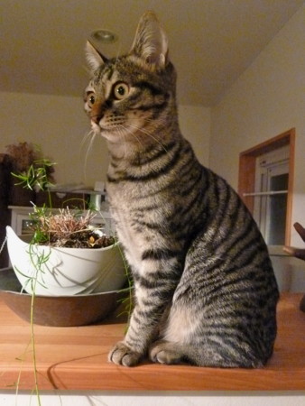 f:id:mikishanbara:20120121003719j:image f:id:mikishanbara:20120121003719j:image