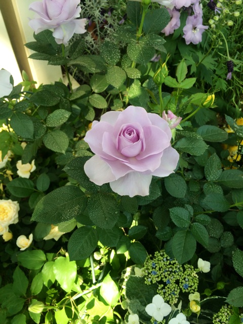 f:id:miko1o22:20150428231141j:plain f:id:miko1o22:20150428231141j:plain
