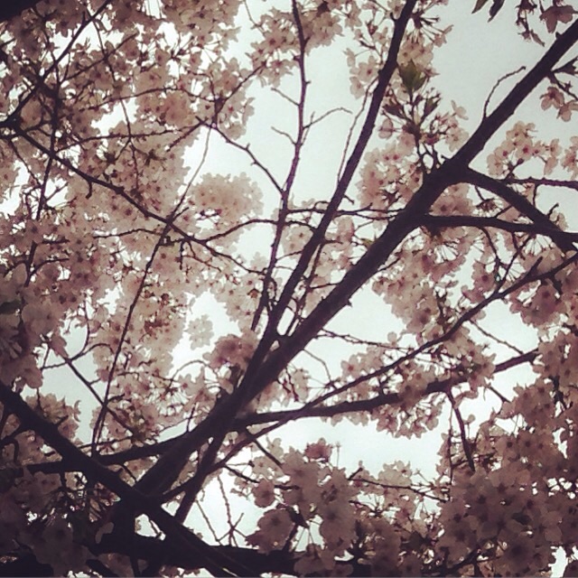 f:id:mikumoco:20150404211208j:plain f:id:mikumoco:20150404211208j:plain