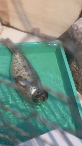 f:id:milkmooncake:20151025201036p:plain f:id:milkmooncake:20151025201036p:plain