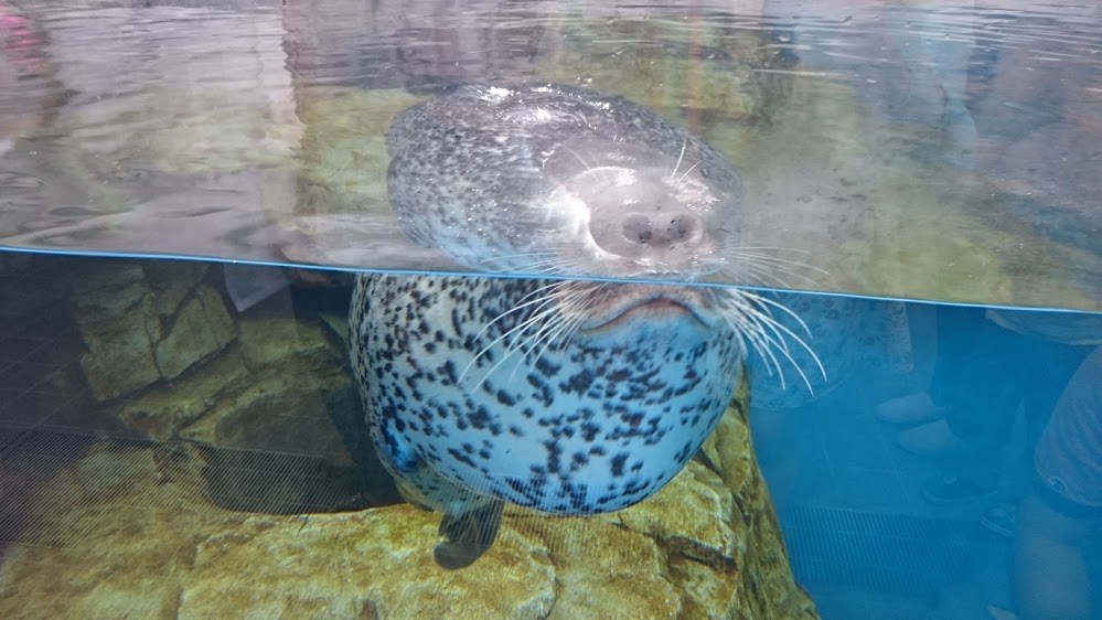 f:id:milkmooncake:20151025201752p:plain f:id:milkmooncake:20151025201752p:plain