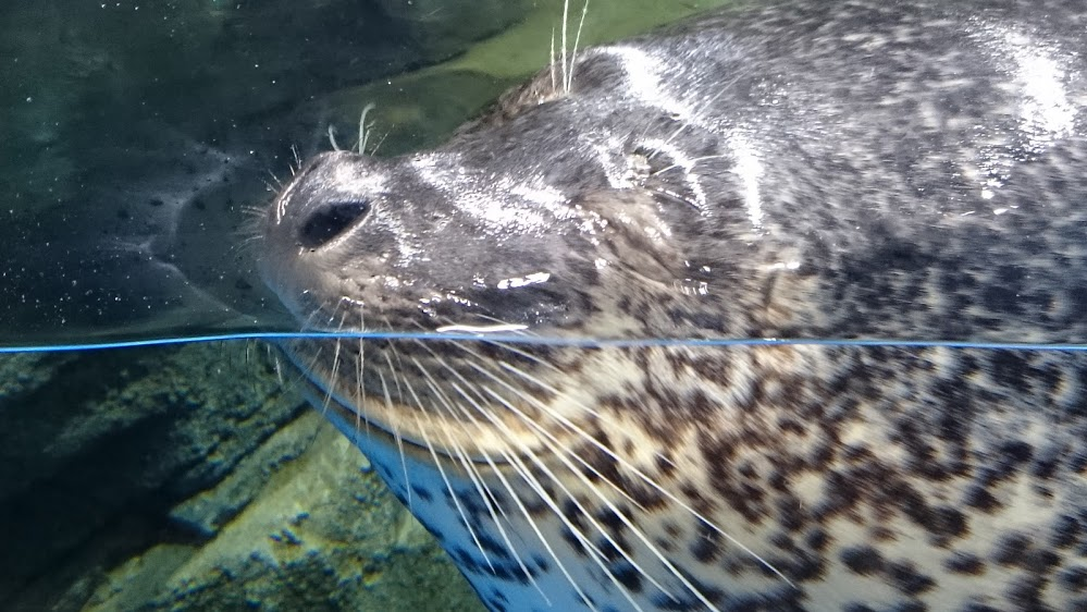 f:id:milkmooncake:20151025202434p:plain f:id:milkmooncake:20151025202434p:plain