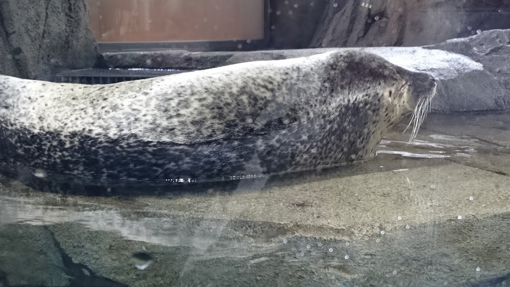 f:id:milkmooncake:20151025202506p:plain f:id:milkmooncake:20151025202506p:plain