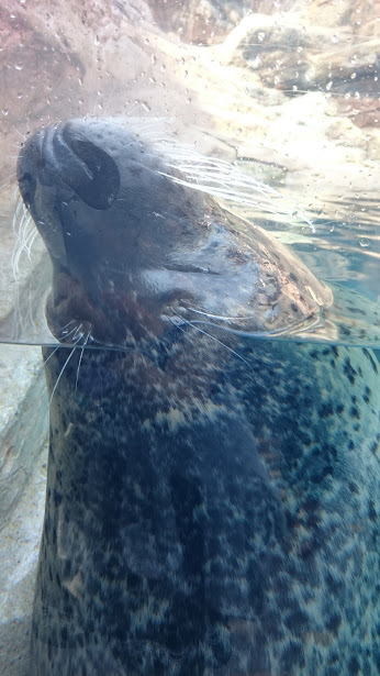 f:id:milkmooncake:20151025203025p:plain f:id:milkmooncake:20151025203025p:plain