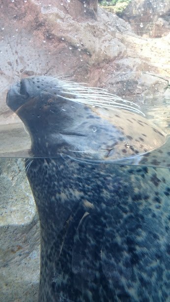 f:id:milkmooncake:20151025203103p:plain f:id:milkmooncake:20151025203103p:plain