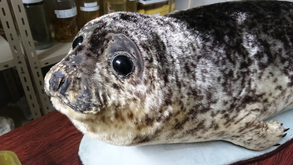 f:id:milkmooncake:20151025203304p:plain f:id:milkmooncake:20151025203304p:plain