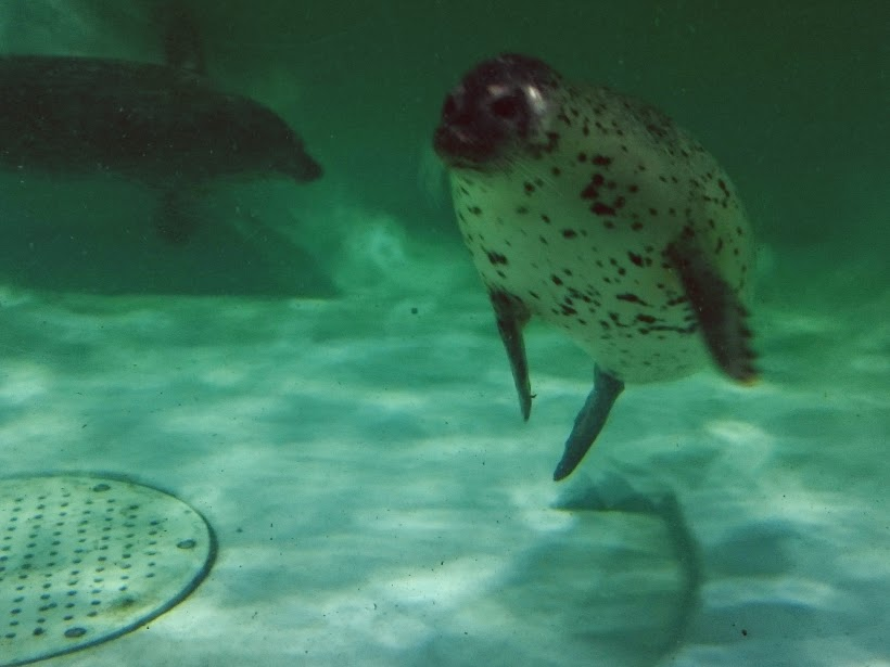 f:id:milkmooncake:20151025203820p:plain f:id:milkmooncake:20151025203820p:plain