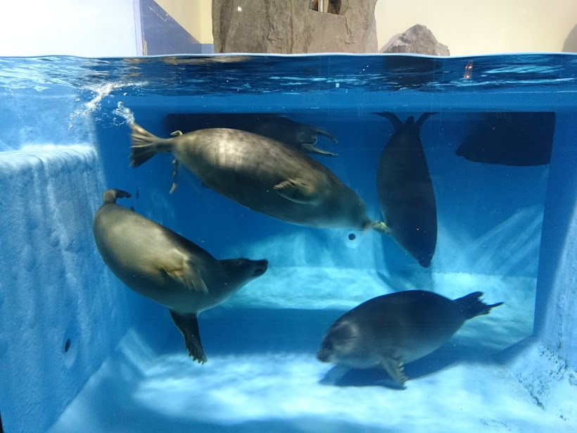 f:id:milkmooncake:20151025203918p:plain f:id:milkmooncake:20151025203918p:plain