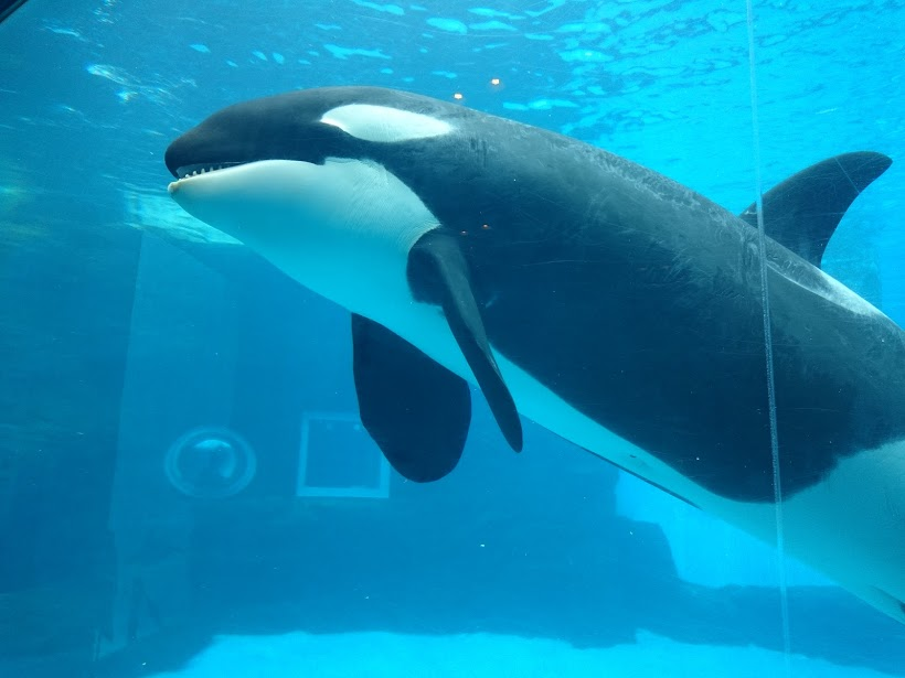 f:id:milkmooncake:20151025204855p:plain f:id:milkmooncake:20151025204855p:plain