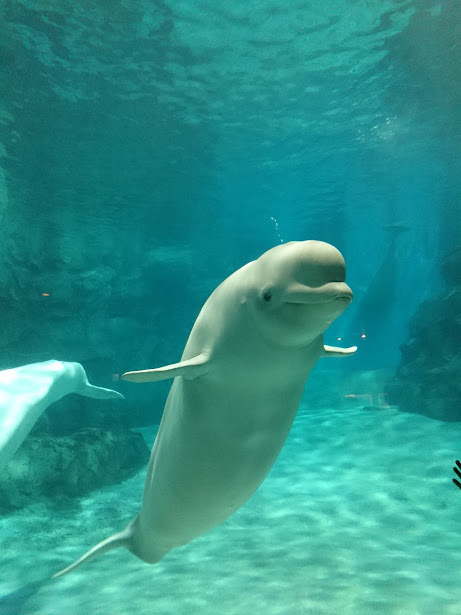 f:id:milkmooncake:20151025204940p:plain f:id:milkmooncake:20151025204940p:plain