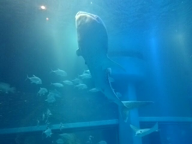 f:id:milkmooncake:20151025205325p:plain f:id:milkmooncake:20151025205325p:plain