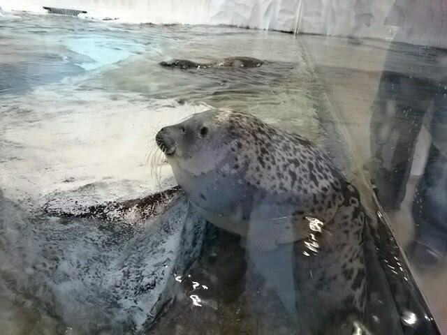 f:id:milkmooncake:20151025205429p:plain f:id:milkmooncake:20151025205429p:plain