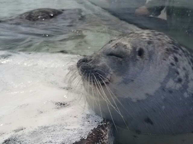 f:id:milkmooncake:20151025205518p:plain f:id:milkmooncake:20151025205518p:plain