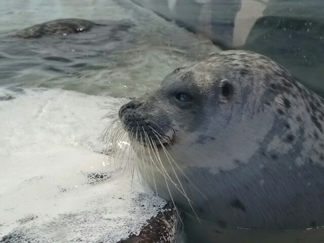 f:id:milkmooncake:20151025205531p:plain f:id:milkmooncake:20151025205531p:plain