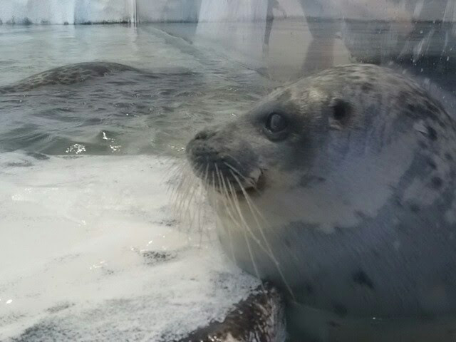 f:id:milkmooncake:20151025205546p:plain f:id:milkmooncake:20151025205546p:plain