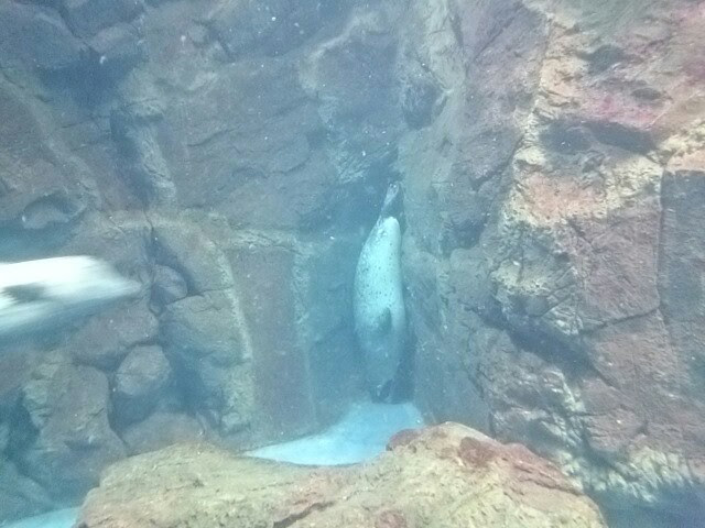 f:id:milkmooncake:20151025205938p:plain f:id:milkmooncake:20151025205938p:plain