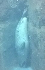 f:id:milkmooncake:20151025210127p:plain f:id:milkmooncake:20151025210127p:plain