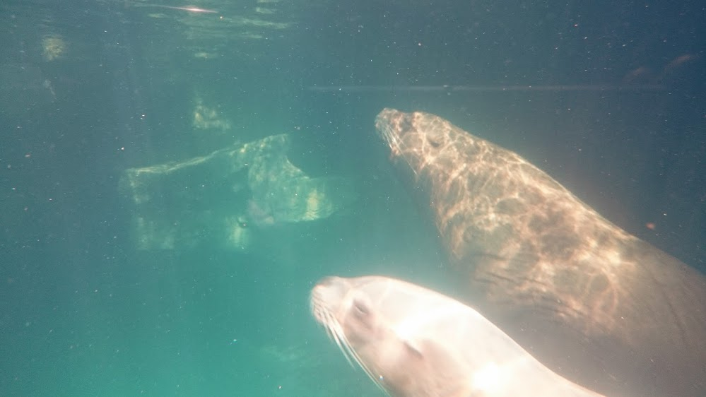 f:id:milkmooncake:20151025210729p:plain f:id:milkmooncake:20151025210729p:plain