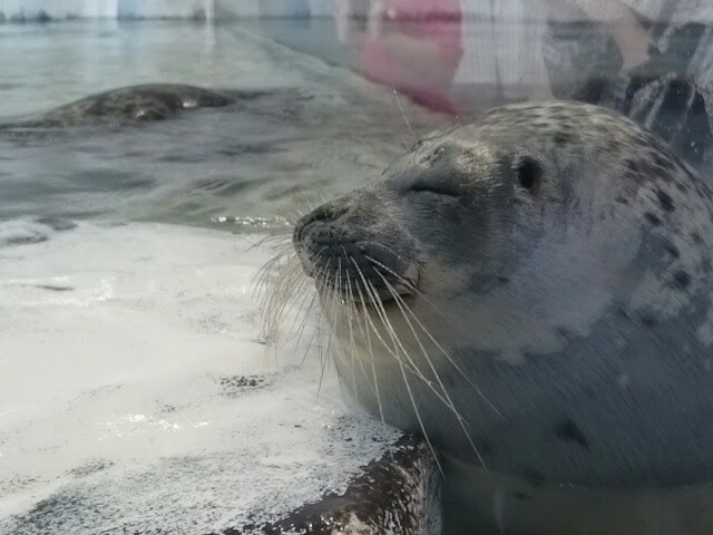 f:id:milkmooncake:20151025211118p:plain f:id:milkmooncake:20151025211118p:plain