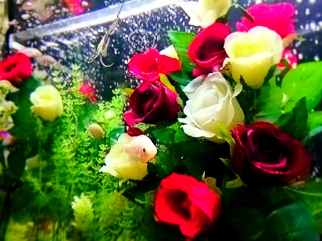 f:id:milkmooncake:20151128182050p:plain f:id:milkmooncake:20151128182050p:plain