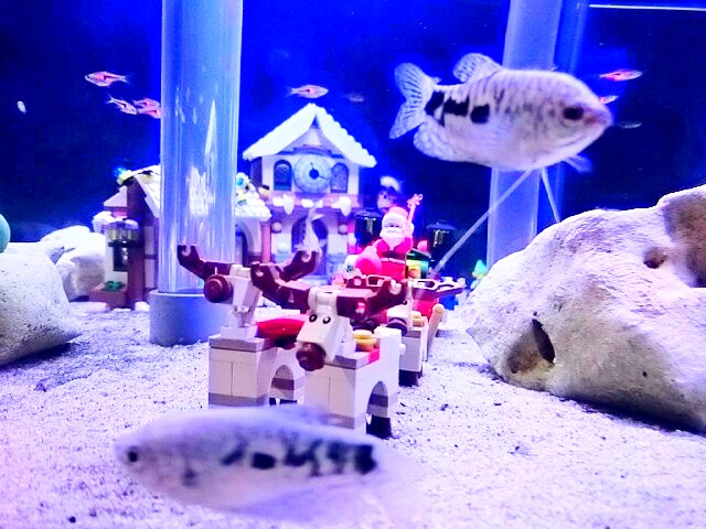 f:id:milkmooncake:20151128182437p:plain f:id:milkmooncake:20151128182437p:plain