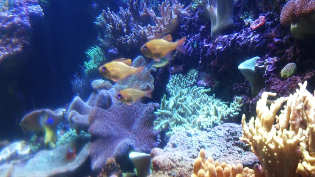 f:id:milkmooncake:20160319225843p:plain f:id:milkmooncake:20160319225843p:plain