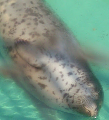 f:id:milkmooncake:20160319231305p:plain f:id:milkmooncake:20160319231305p:plain