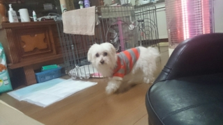 f:id:milku2:20150128195651j:image f:id:milku2:20150128195651j:image
