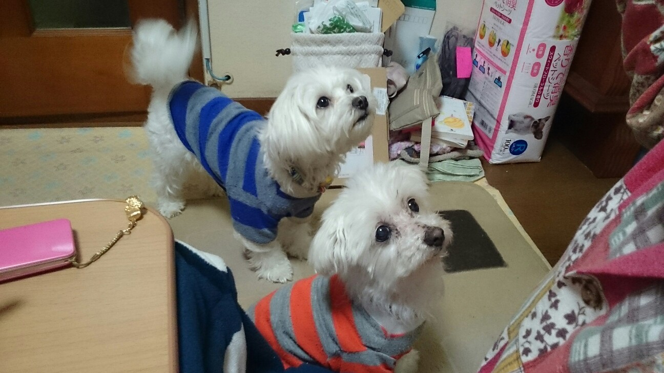 f:id:milku2:20150312190217j:image f:id:milku2:20150312190217j:image