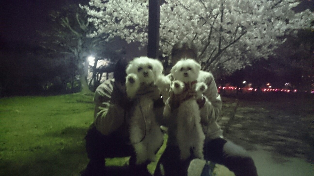 f:id:milku2:20150331212958j:image f:id:milku2:20150331212958j:image