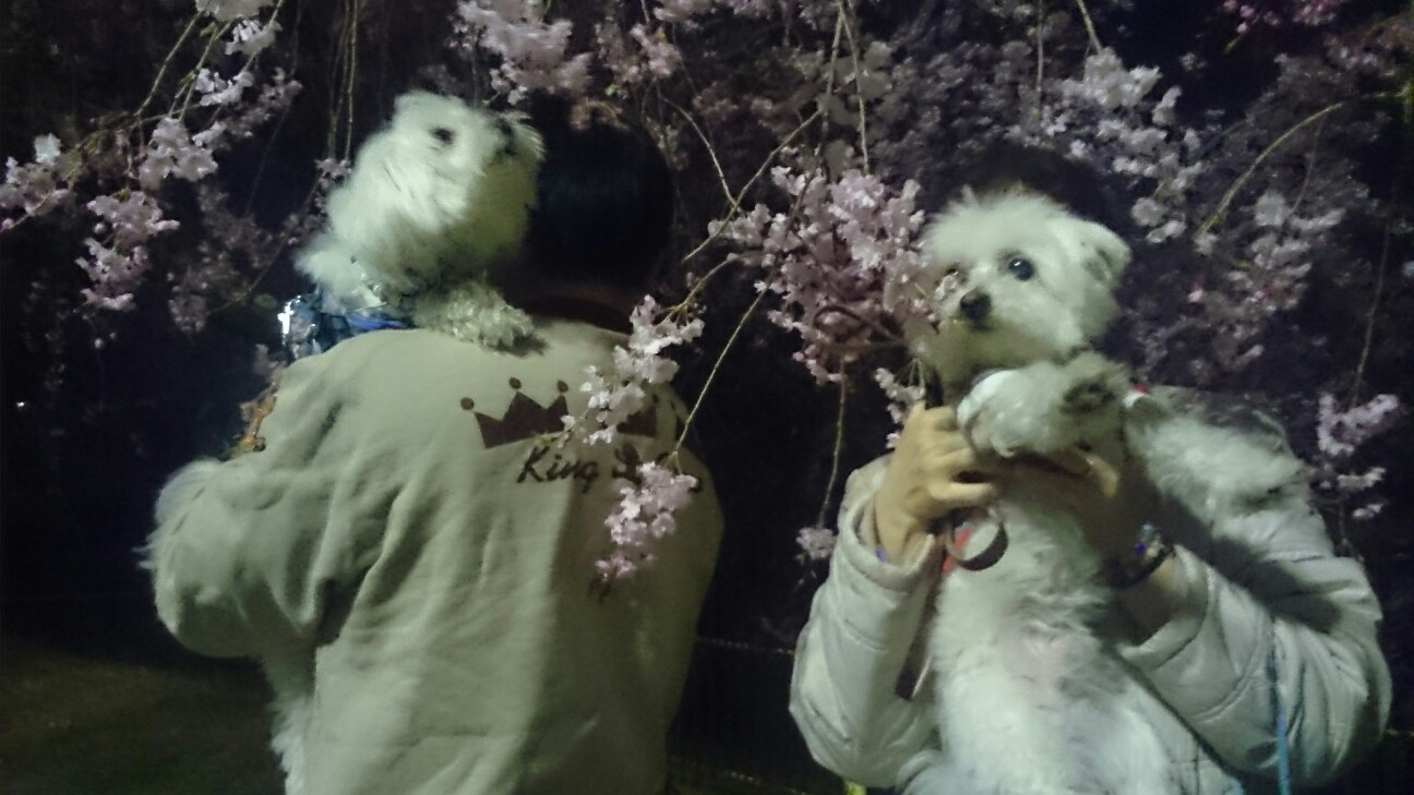 f:id:milku2:20150331213010j:image f:id:milku2:20150331213010j:image
