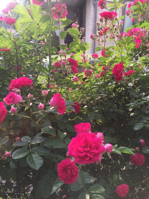 f:id:mimeyama:20150522085244j:image f:id:mimeyama:20150522085244j:image