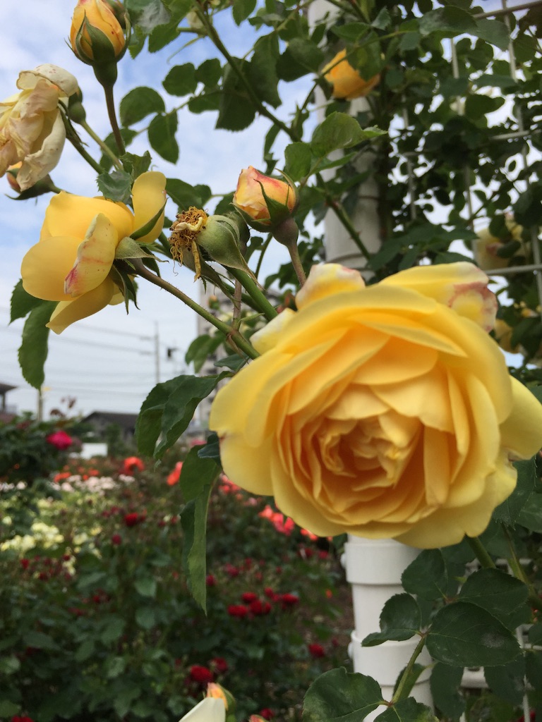 f:id:mimeyama:20160516154938j:image f:id:mimeyama:20160516154938j:image