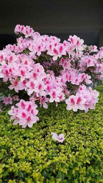 f:id:mimisan0122:20160404235713j:image f:id:mimisan0122:20160404235713j:image