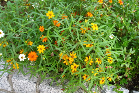 f:id:mimozaai:20100918053016j:image f:id:mimozaai:20100918053016j:image